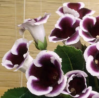 Black White Gloxinia Flower seeds for Planting - Hardy Variety, Heirloom & GMO Free Seeds for Home Garden
 
 Sale seeds for home garden