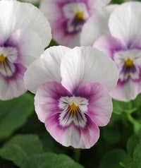 Viola Sorbet XP Rosa Halo Seeds for Elegant Pink Garden Flowers