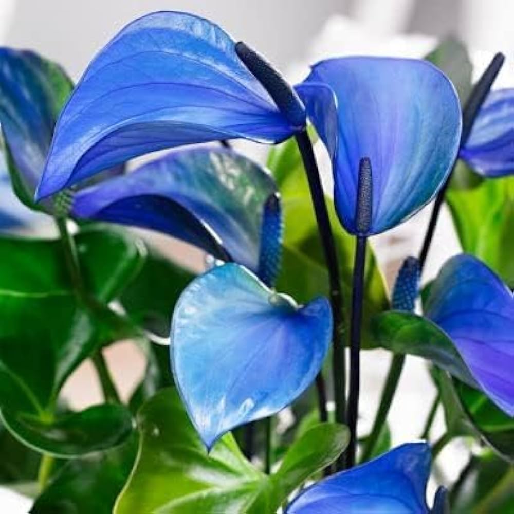 Blue Anthurium Andraeanum Flower seeds for Planting Seasonal Bloomer Heirloom & GMO Free Seeds for Home Garden