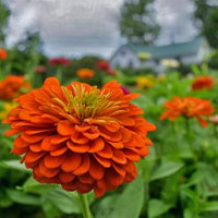 Zinnia Orange Flower seeds for Planting - Bright Blooms, Heirloom & GMO Free Seeds for Home Garden
