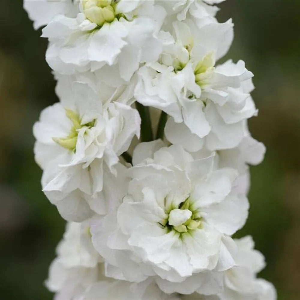 Heirloom Matthiola Flower seeds for Planting Vibrant Colors Heirloom & GMO Free Seeds for Home Garden