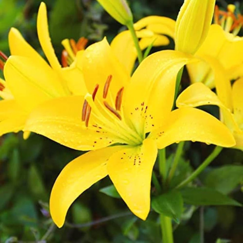 Yellow Hemerocallis Flower Seeds for Planting Wildflower Mix Heirloom & GMO Free Seeds for Home Garden
 
 Sale