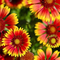 Aristata Flower seeds for Planting Wildflower Mix Heirloom & GMO Free Seeds for Home Garden
