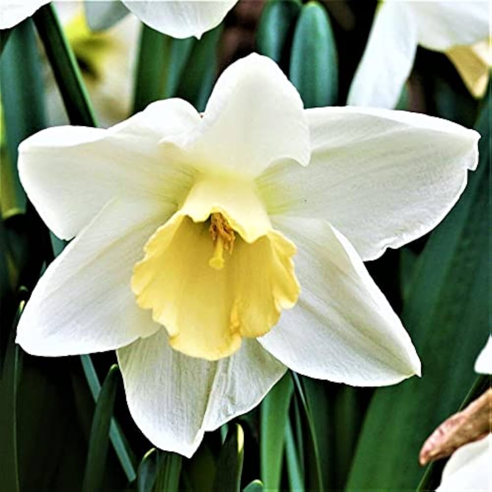 Cream Narcissus Flower seeds for Planting - Sun Loving, Heirloom & GMO Free Seeds for Home Garden