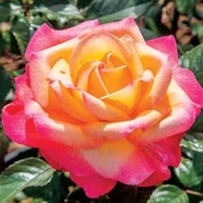 Yellow Pink Rose Flower seeds for Planting - Cottage Garden Essential, Heirloom & GMO Free Seeds for Home Garden
