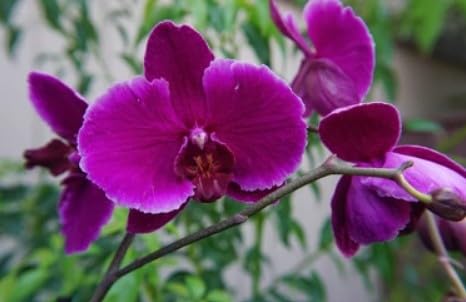 Purple Butterfly Orchid Flower seeds for Planting - Perfect for Borders, Heirloom & GMO Free Seeds for Home Garden
