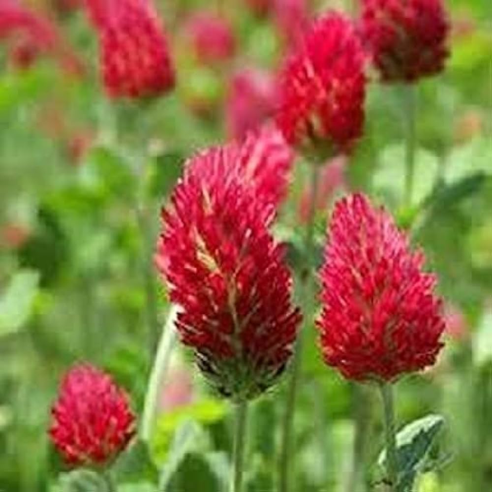 Manure Flower seeds for Planting - Perfect for Borders, Heirloom & GMO Free Seeds for Home Garden