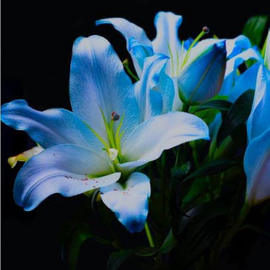 Mixed Color Special Blue Heart Lily Seeds for Home Garden