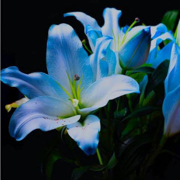 Mixed Color Special Blue Heart Lily Seeds for Home Garden