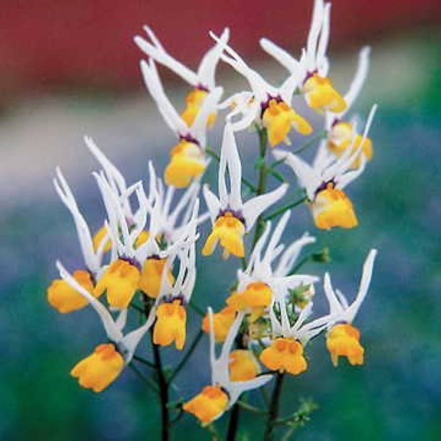 Mixed Nemesia Masquerade Flower seeds for Planting Sun Loving Heirloom & GMO Free Seeds for Home Garden 
 
 Sale