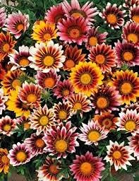 Gazania (Gazania Rigens) seeds for planting in home garden