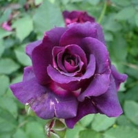 Radiant Purple Rosa Veronia Missurica Seeds for Planting home garden flower bed