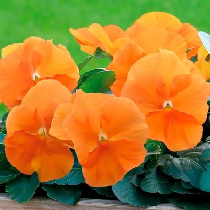 Wittrockiana Flower seeds for Planting Sun Loving Heirloom & GMO Free Seeds for Home Garden 
 
 Sale