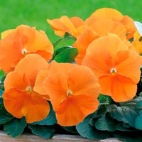 Wittrockiana Flower seeds for Planting Sun Loving Heirloom & GMO Free Seeds for Home Garden 
 
 Sale