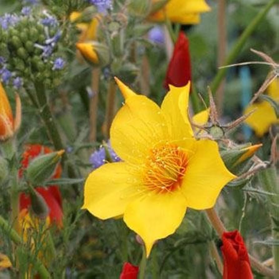 Yellow Blazing Star Mentzelia lindleyi seeds for planting in flower bed