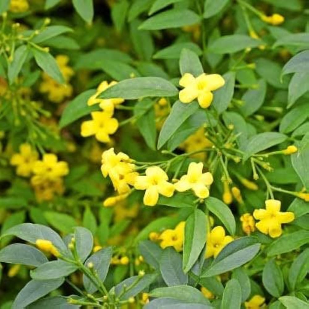 Yellow Jasminum Sambac Flower Seeds for Planting, Heirloom Non-GMO Organic Garden Seeds