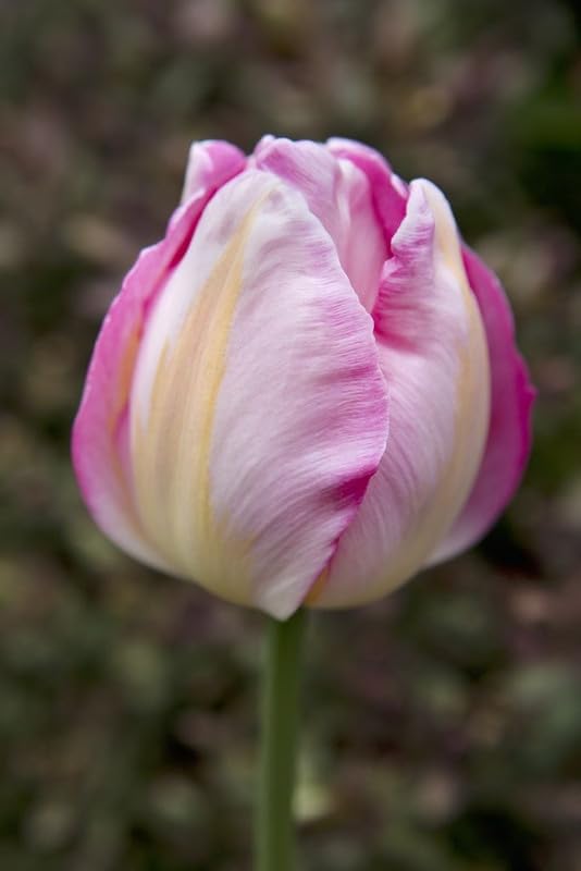 Light Pink Tulip Flower Seeds for Planting – Heirloom NonGMO Organic Garden Seeds with High Germination
 
 Sale