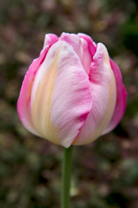 Light Pink Tulip Flower Seeds for Planting – Heirloom NonGMO Organic Garden Seeds with High Germination
 
 Sale
