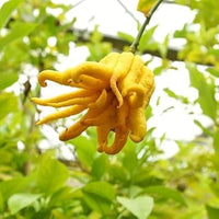 Buddha's Hand Flower seeds for Planting - Easy to Grow, Heirloom & GMO Free Seeds for Home Garden