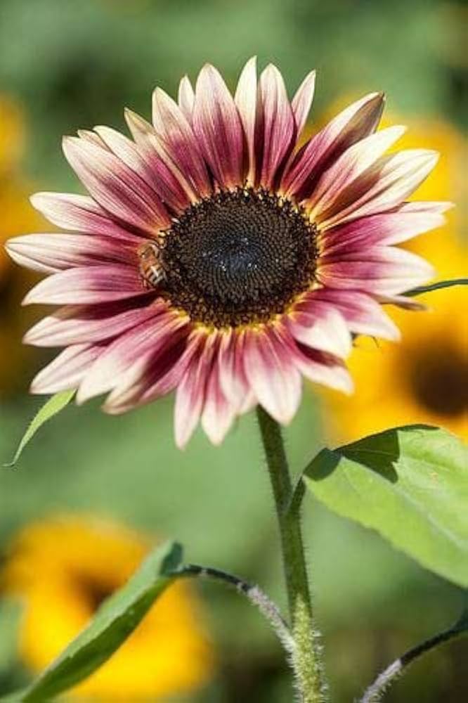 Sunflower Flower Seeds Burgundy for planting