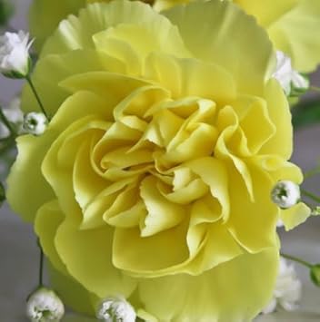 Light Yellow Carnation Flower seeds for Planting - Wildflower Mix, Heirloom & GMO Free Seeds for Home Garden
 
 Sale for planting in home garden