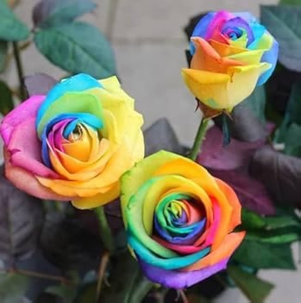 Rainbow Mixed Flower seeds for Planting - Long Bloom Season, Heirloom & GMO Free Seeds for Home Garden