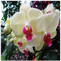 Cream Phalaenopsis Orchid Flower seeds for Planting - Bright Blooms, Heirloom & GMO Free Seeds for Home Garden
 
 Sale seeds for planting in home garden