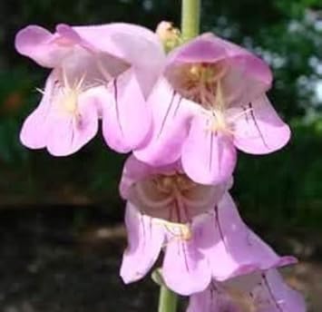 Pink Palmer's Penstemon Flower seeds for Planting - Garden Favorite, Heirloom & GMO Free Seeds for Home Garden
 
 Sale for planting in home garden
