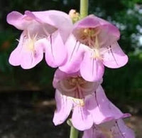 Pink Palmer's Penstemon Flower seeds for Planting - Garden Favorite, Heirloom & GMO Free Seeds for Home Garden
 
 Sale for planting in home garden