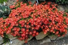 Delosperma Carmine Flower seeds for Planting Perfect for Borders Heirloom & GMO Free Seeds for Home Garden 
 
 Sale for planting in home garden