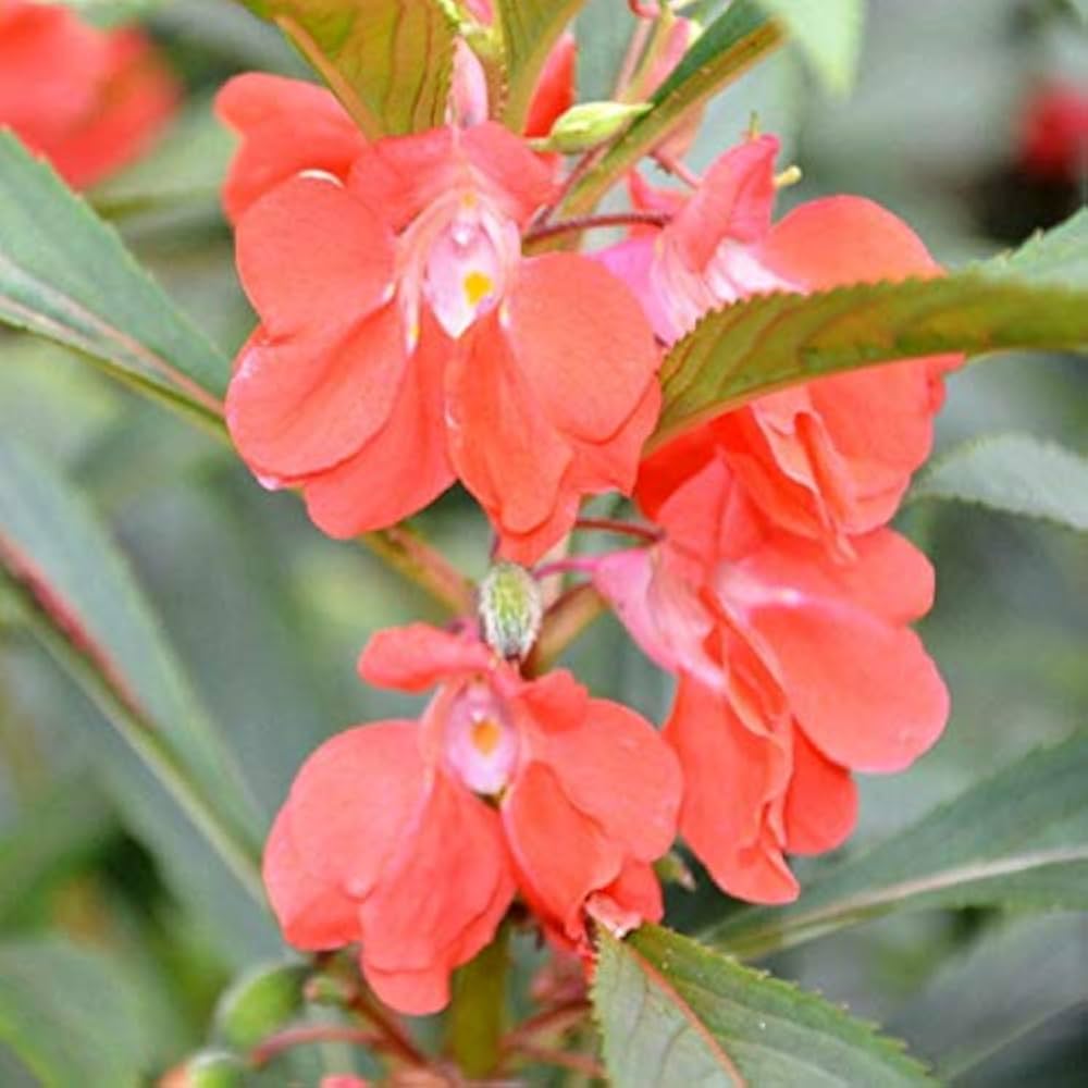 Orange White Balsam Flower Seeds for Planting – Heirloom NonGMO Organic Garden Seeds High Germination
 
 Sale