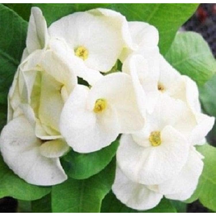 White Euphorbia Milii Seeds for Planting - Elegant Flower Seeds for a Stunning Garden