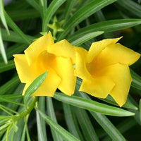 Thevetia Peruviana Flower Seeds – Heirloom Non-GMO Vibrant Blooms for Home Garden Planting