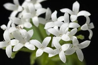 Woodruff Flower seeds for Planting - Compact Growth, Heirloom & GMO Free Seeds for Home Garden
 
 Sale seeds for planting in home garden