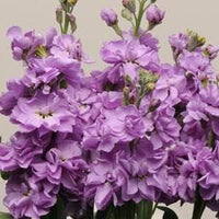 Matthiola Incana Flower seeds for Planting - Premium Quality, Heirloom & GMO Free Seeds for Home Garden
 
 Sale for planting in home garden