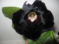 Black Gloxinia Flower Seeds for Planting Garden Favorite Heirloom & GMO Free Seeds for Home Garden
 
 Sale