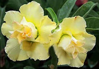 Yellow Adenium Obesum Flower Seeds for Planting Compact Growth Heirloom & GMO Free Seeds for Home Garden
 
 Sale