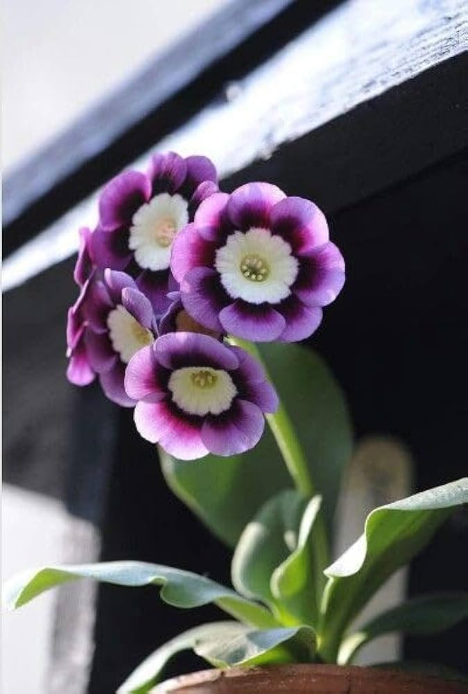 Violet Primrose Flower seeds for Planting - Garden Favorite, Heirloom & GMO Free Seeds for Home Garden