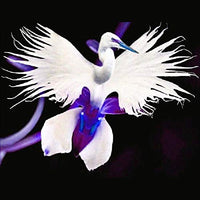 Taube Reiher Flower seeds for Planting - Vibrant Colors, Heirloom & GMO Free Seeds for Home Garden