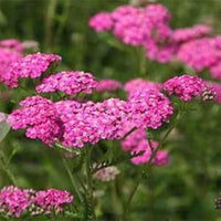 Yarrow Flower seeds for Planting Seasonal Bloomer Heirloom & GMO Free Seeds for Home Garden