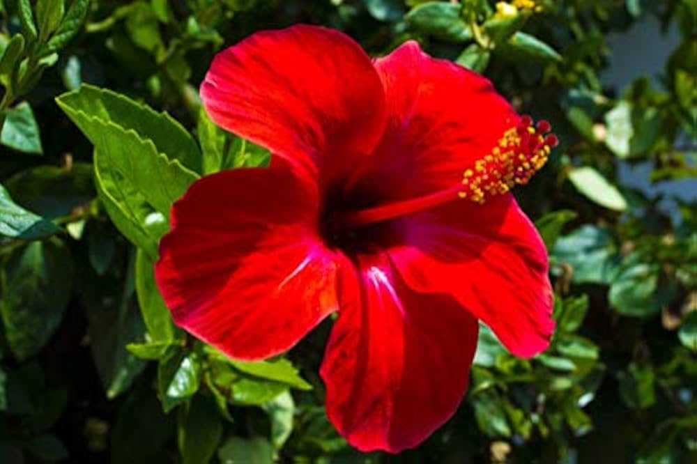Hibiscus Flower seeds for Planting Pollinator Friendly Heirloom & GMO Free Seeds for Home Garden 
 
 Sale
