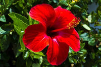 Hibiscus Flower seeds for Planting Pollinator Friendly Heirloom & GMO Free Seeds for Home Garden 
 
 Sale