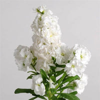 White Simsii Bonsai Flower seeds for Planting Drought Tolerant Heirloom & GMO Free Seeds for Home Garden
