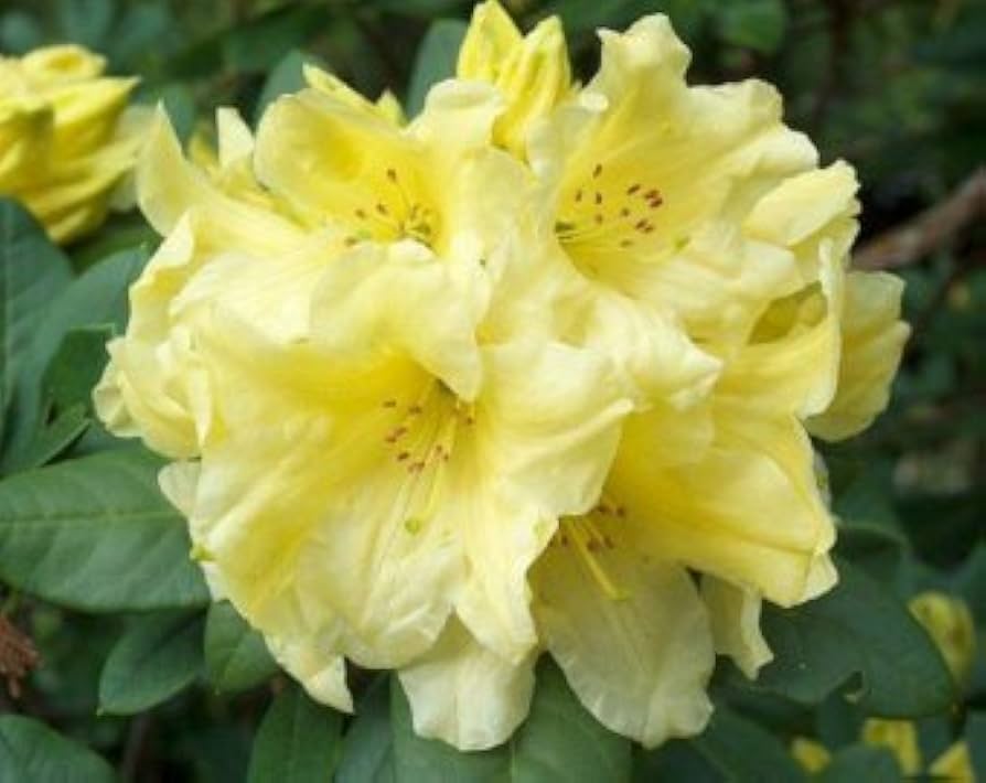 Yellow Rhododendron Campylocarpum Flower Seeds for Planting - Enhance Your Garden with Stunning Blooms