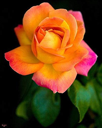 Yellow Pink Rose Flower seeds for Planting - Cottage Garden Essential, Heirloom & GMO Free Seeds for Home Garden
