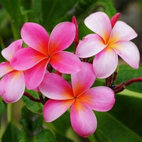 Pink Frangipani Flower seeds for Planting - Easy to Grow, Heirloom & GMO Free Seeds for Home Garden