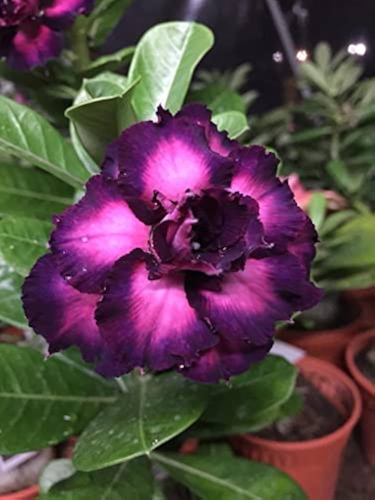 Blue Purple Adenium Flower Seeds for Planting Colorful Display Heirloom & GMO Free Seeds for Home Garden
 
 Sale