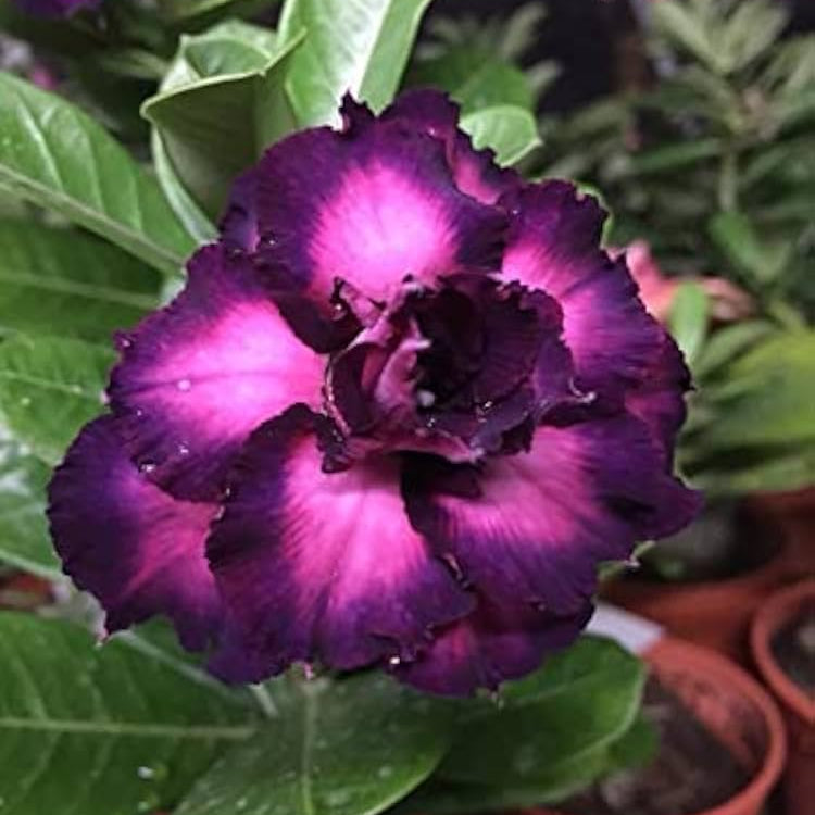 Dark Purple Adenium Obessum Flower seeds for Planting - Shade Tolerant, Heirloom & GMO Free Seeds for Home Garden