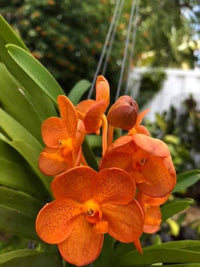 Orange Paphiopedilum Flower seeds for Planting - Low Maintenance, Heirloom & GMO Free Seeds for Home Garden
