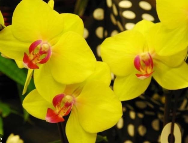 Red Yellow Phalaenopsis Orchid Flower Seeds for Planting Vibrant Colors Heirloom & GMO Free Seeds for Home Garden
 
 Sale